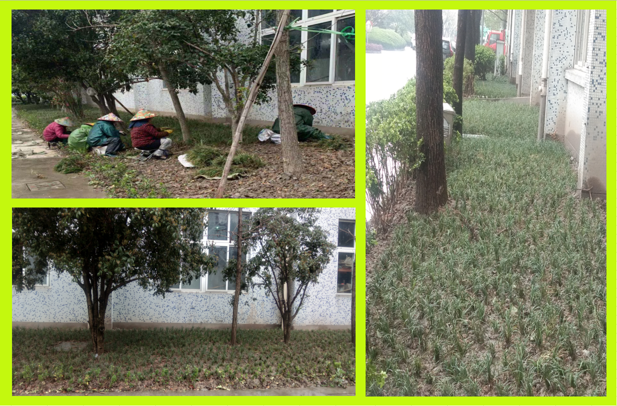 種植綠化，美化壞境