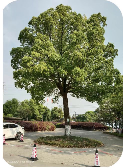 補(bǔ)充營養(yǎng)，香樟樹“打點(diǎn)滴”