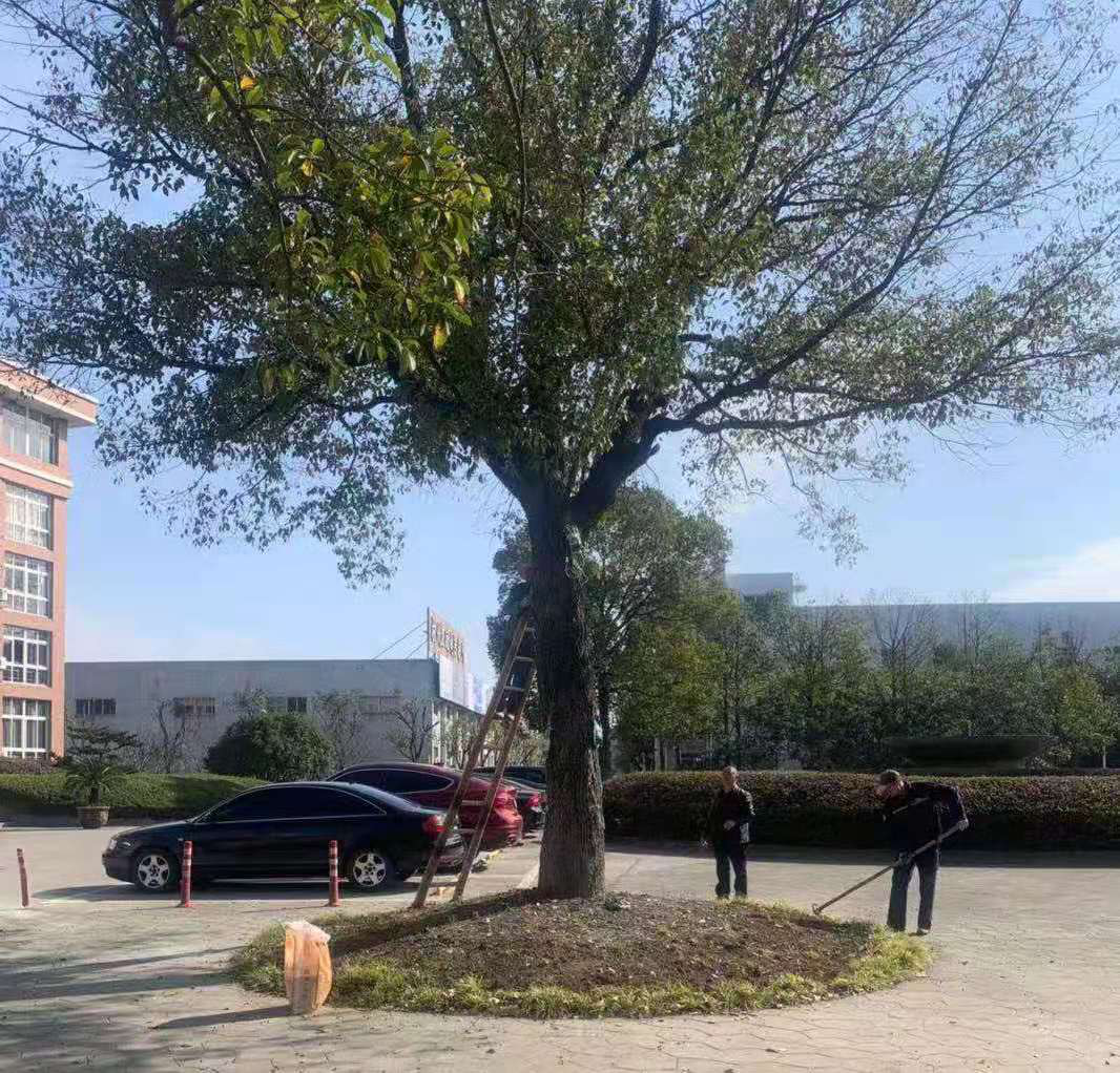 科學(xué)養(yǎng)護、美化環(huán)境